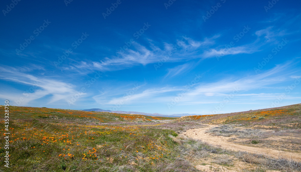 Curving desert dirt road through field of California Golden Poppies in the high desert of southern California USA