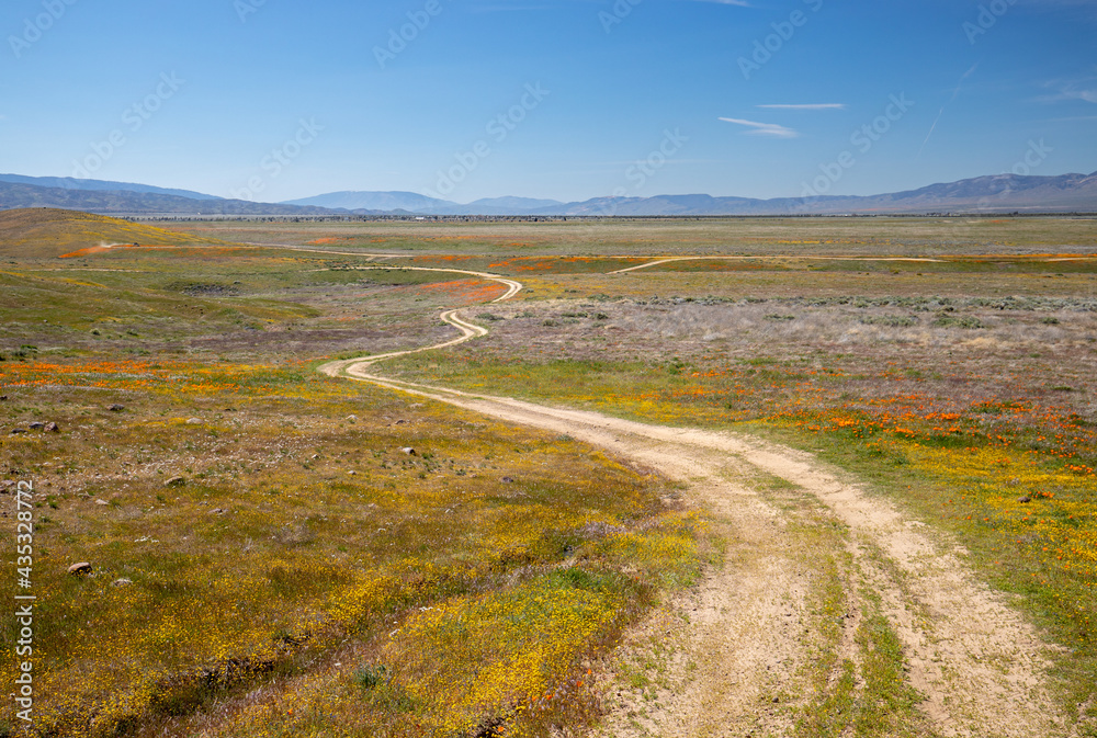 Winding desert dirt road through field of California Golden Poppies in the high desert of southern California USA