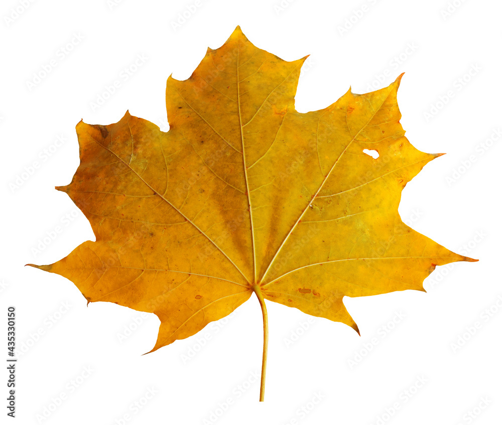 Autumn maple branch with leaves isolated on background Autumn maple branch with leaves isolated on background