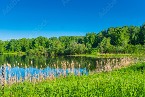 summer river or lake shore with young birch forest, clear bright blue sky, summertime sunny day landscape