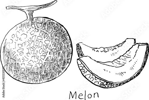 A black and white illustration of a melon drawn with a hand-drawn pen.