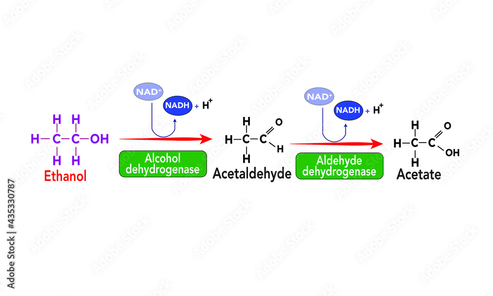 Alcohol Metabolism breakdown Aldehyde Dehydrogenase Stock Vector alcohol-metabolism-breakdown-aldehyde-dehydrogenase-stock-vector