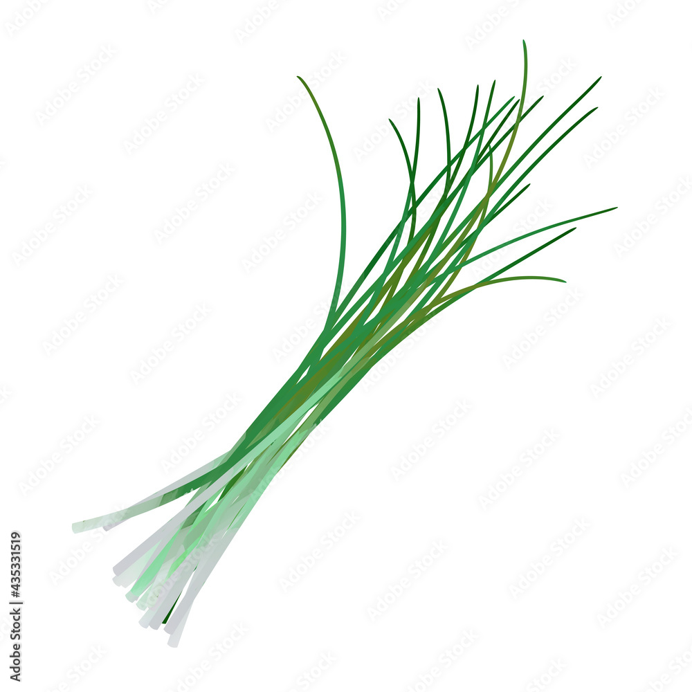 Watercolor Chives isolated on white background. Digital art painting. Watercolor Chives isolated on white background. Digital art painting.