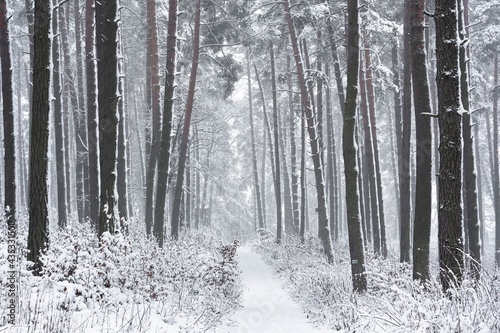Las w zimie pokryty dużą warstwą śniegu