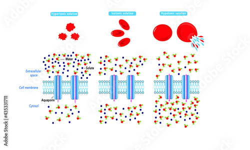 Osmosis [Hypertonic, isotonic, hypotonic solutions]
