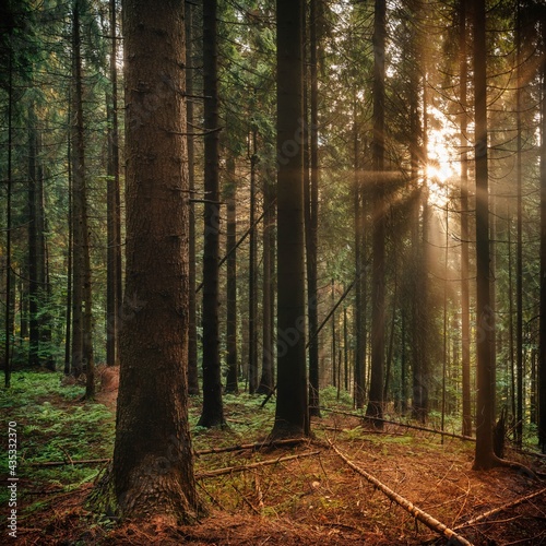 Widok drzew w lesie drzewnym iglaste w porannym słońcu las iglasty
