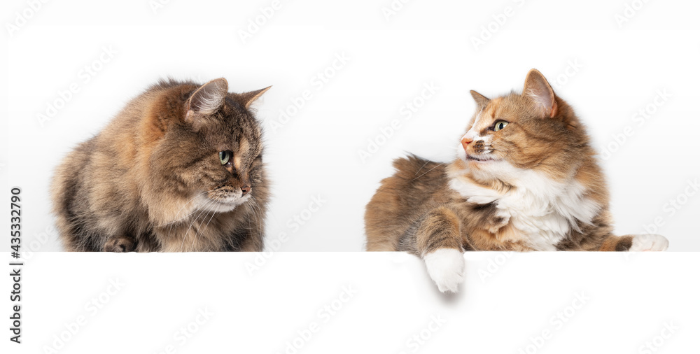 Senior tabby cat gazing at young adult torbie cat with combative upwards head gesture. Two fluffy female cats side by side looking at each other with tension. Isolated on white. Selective focus.