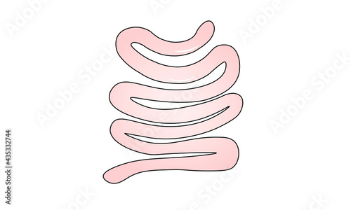 Small intestine