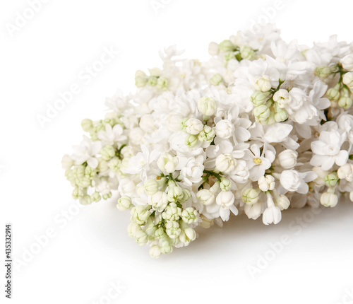 Beautiful lilac flowers on white background