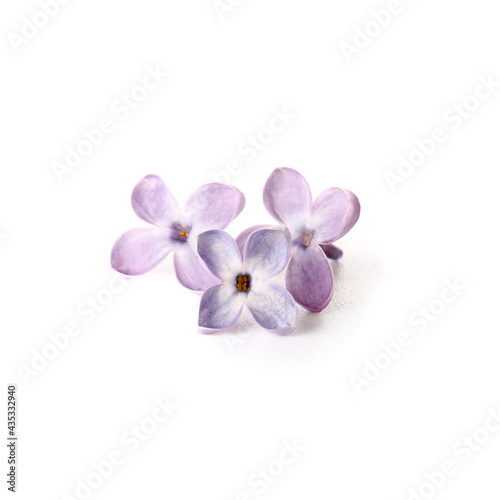 Beautiful lilac flowers on white background