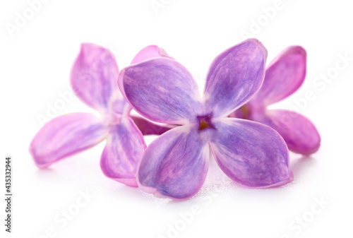 Beautiful lilac flowers on white background