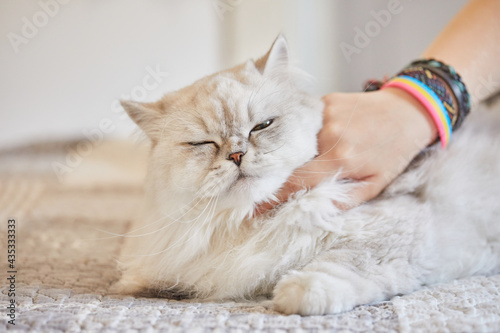 Girl scratches the neck of British long-haired white cat