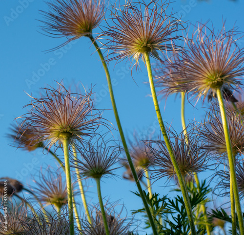 Closeup of feathery seeds of  the Pasque flower (Pulsatilla vulgaris ) in springtime. European pasqueflower silky seed-heads. Blue sky in the background. © Stefan