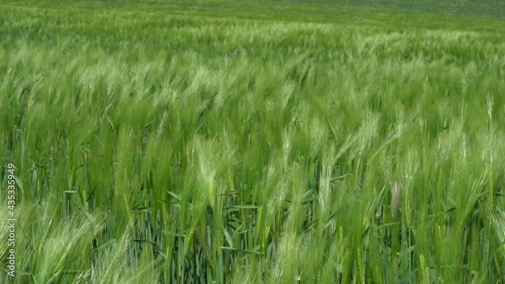 Young Green Field Of Barley Blowing In The Wind At Spring. - static