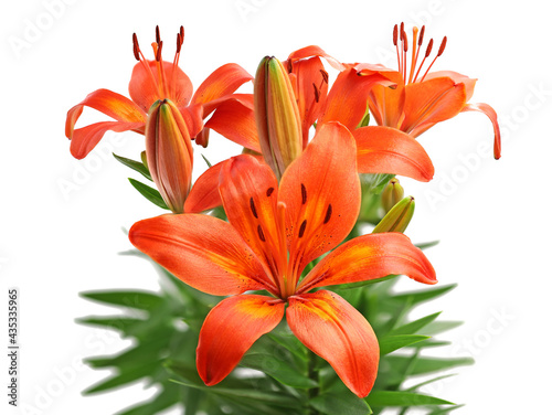 orange lily bouquet isolated on white background, high detail studio shot of blooming lilies