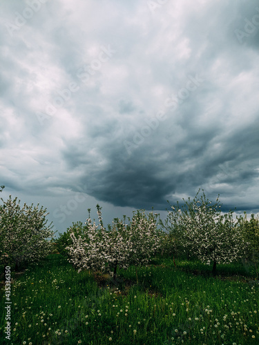 Landscape. Blooming garden of apple trees in white. beautiful background.