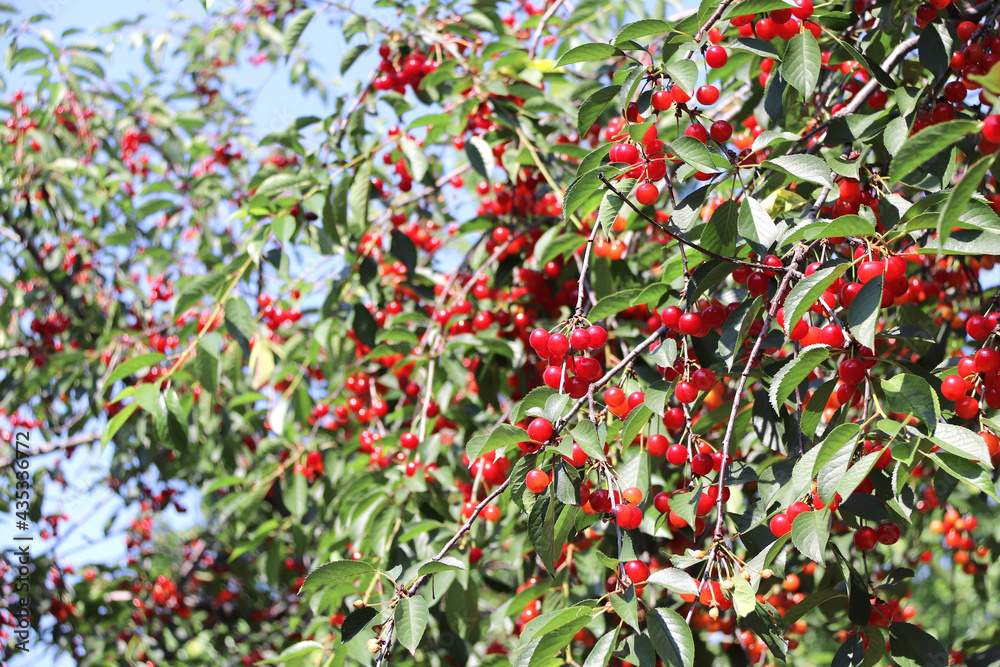 Cherry tree branches on blurred sunny background