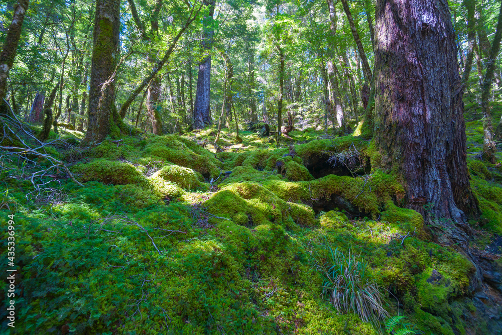 Shadows deep in rainforest on mossy forest floor Shadows deep in rainforest on mossy forest floor