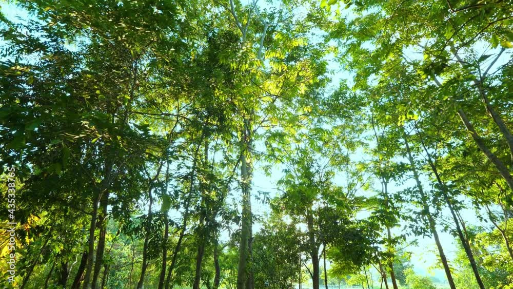 Panning through ืtree nature sunlight shining through tree Panning through ืtree nature sunlight shining through tree