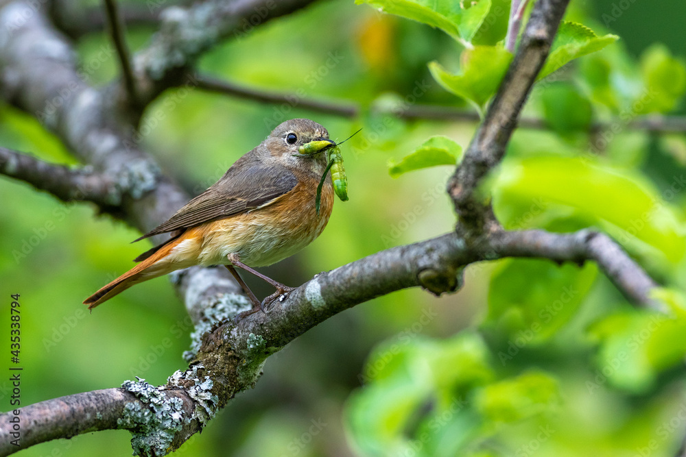 Gartenrotschwanz (Phoenicurus phoenicurus) Weibchen Gartenrotschwanz (Phoenicurus phoenicurus) Weibchen