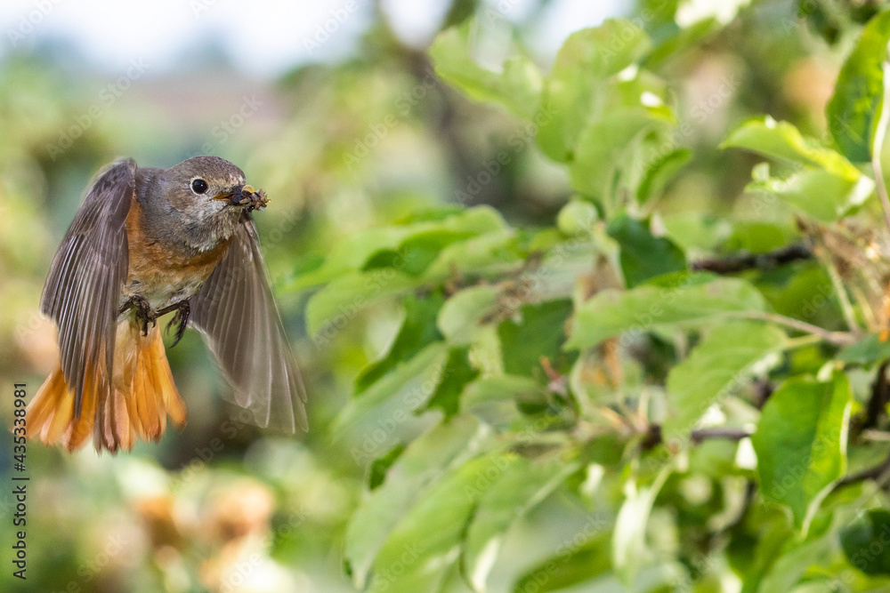 Gartenrotschwanz (Phoenicurus phoenicurus) Weibchen Gartenrotschwanz (Phoenicurus phoenicurus) Weibchen