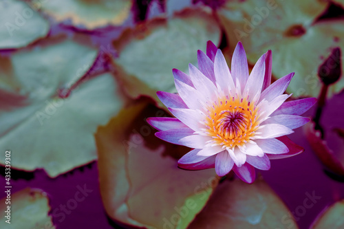 pink lotus flower