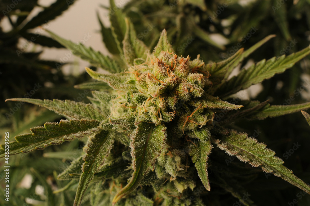 Cannabis blooming buds close-up. Marijuana bush with big trichomes on flowers. Adult fresh plant. Strain Gorillla Glue, GG4. Cannabis blooming buds close-up. Marijuana bush with big trichomes on flowers. Adult fresh plant. Strain Gorillla Glue, GG4.