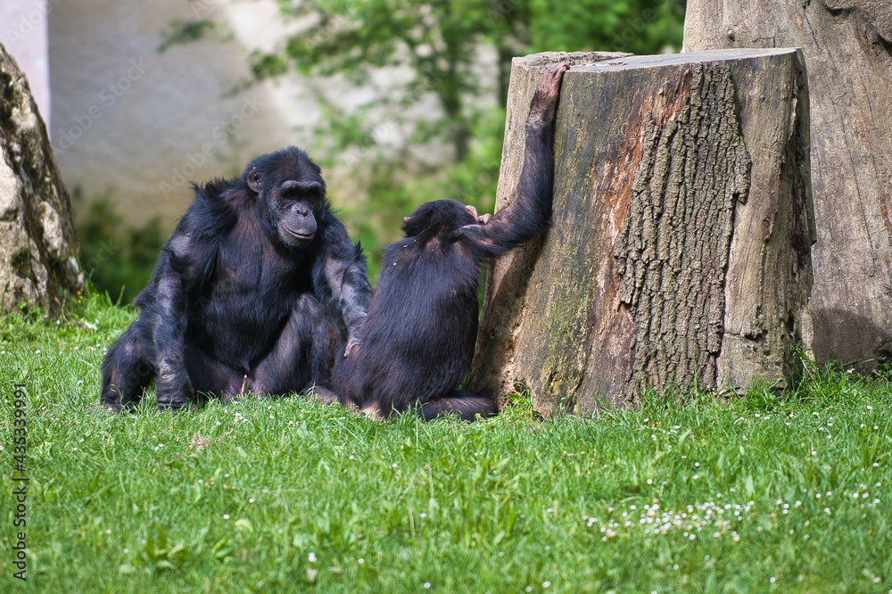 Fototapeta premium Chimpanzé