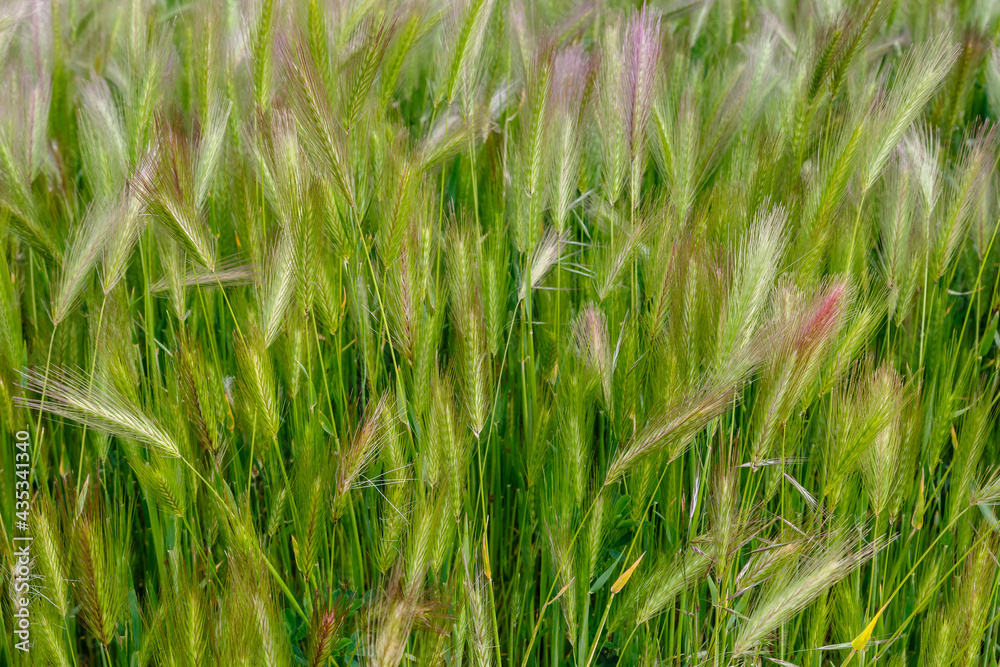 Plants with spikes of mouse tail or mouse barley. Hordeum murinum. Plants with spikes of mouse tail or mouse barley. Hordeum murinum.