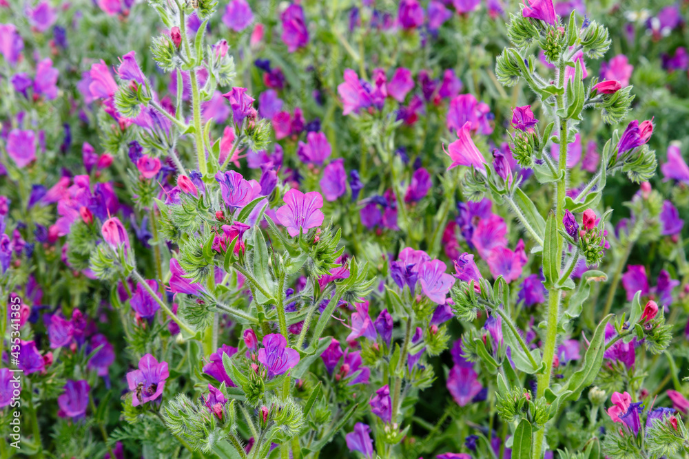Echium vulgare. Viper's-bugloss plants, with flowers in spring. Echium vulgare. Viper's-bugloss plants, with flowers in spring.