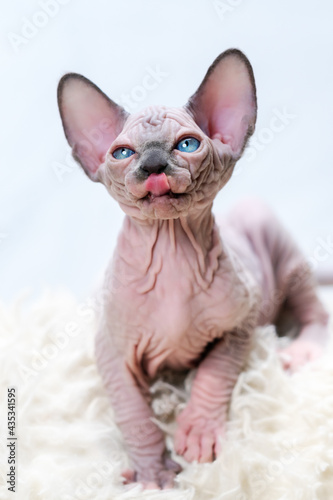 Portrait of Canadian Sphynx kitten with protruding tongue licks its lips. Front view of expression kitten sitting on white carpet background.