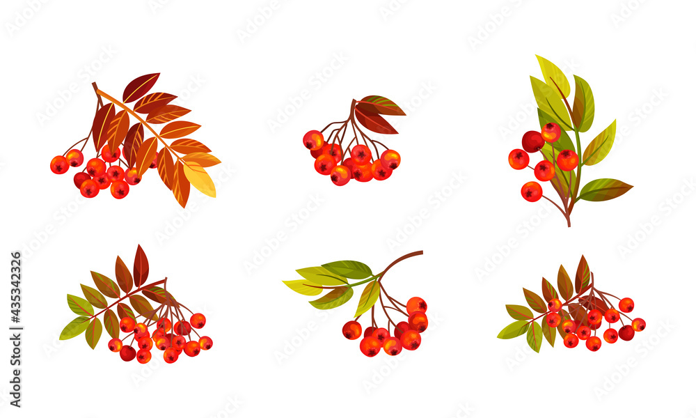 Rowan Branches with Berry Clusters and Pinnate Leaves Vector Set Rowan Branches with Berry Clusters and Pinnate Leaves Vector Set