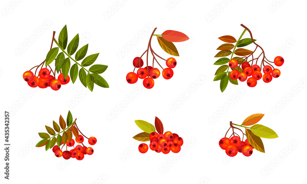 Rowan Branches with Berry Clusters and Pinnate Leaves Vector Set - obrazy, fototapety, plakaty 