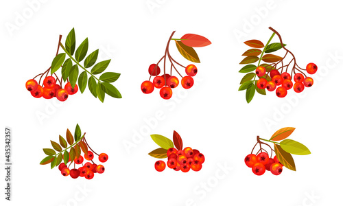 Rowan Branches with Berry Clusters and Pinnate Leaves Vector Set photo