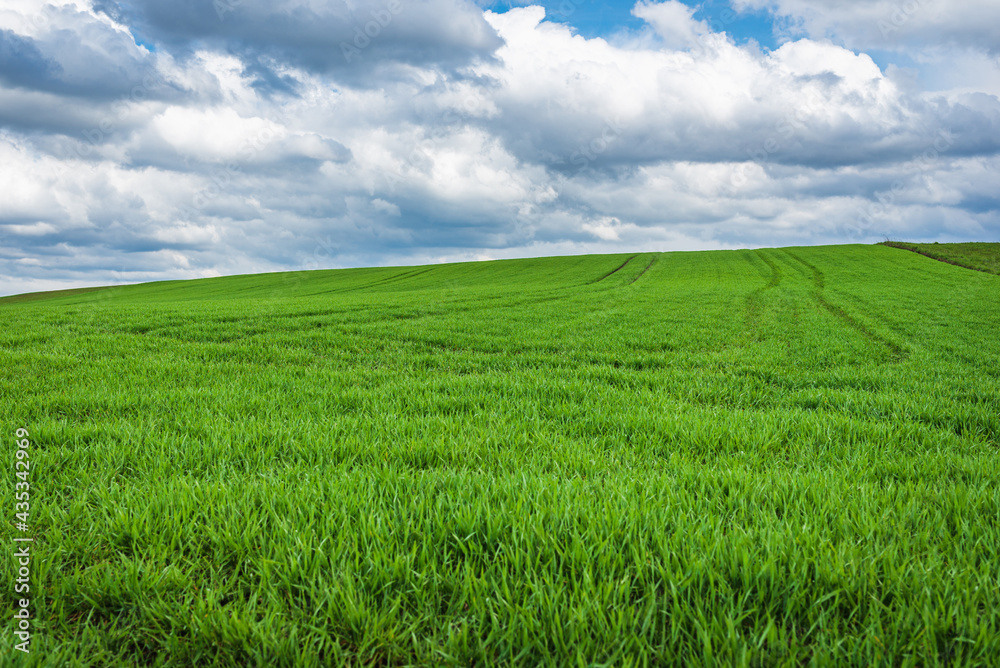 Green field and blue sky white cloud nature background.Farmland. Beautiful field against blue sky with white clouds.