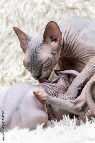 Mother Canadian Sphynx Cat carefully licks kitten with her tongue while feeding little cat with breast milk. Happy feline family, motherhood on white carpet background with long pile.