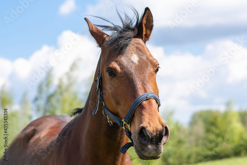 Portrait horse, brown closeup horse.Thoroughbred youngster posing on the green meadow summertime.Horse on summer nature.