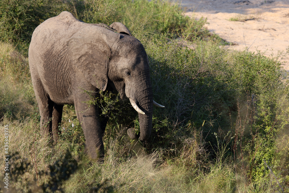 Fototapeta premium Afrikanischer Elefant / African elephant / Loxodonta africana