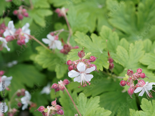 Fleurs de géranium cantabrigiense 'Biokovo' à pétales blanc, longues étamines roses au dessus d'un feuillage aromatique, rond, palmé et découpé de couleur vert vif