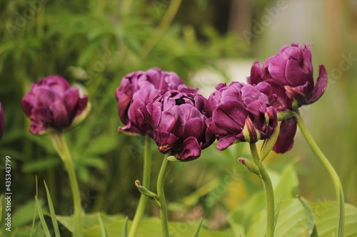 Fioletowe tulipany w ogrodzie