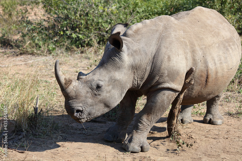 Breitmaulnashorn   Square-lipped rhinoceros   Ceratotherium Simum