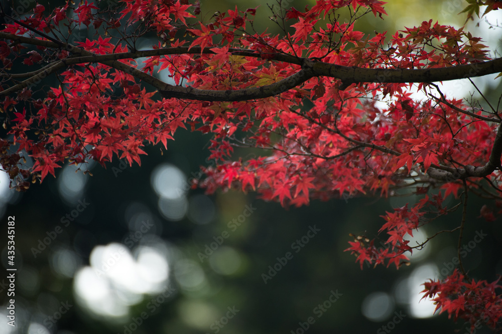 Autumn leafs of Japanese maple in sunshine day. Autumn leafs of Japanese maple in sunshine day.