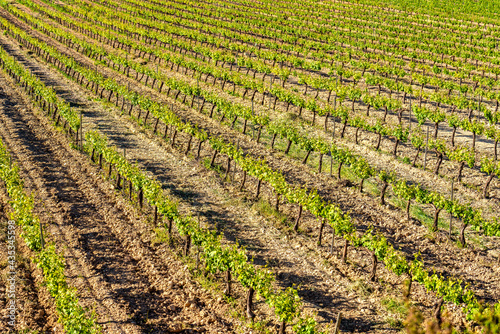 Close-up of a field of green vineyards in rows