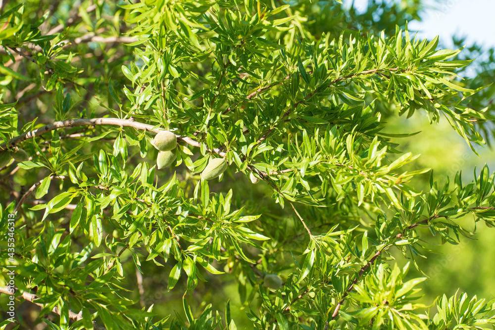 Close-up of green almonds in the almond. Shallow depth of field. Blurry background. Close-up of green almonds in the almond. Shallow depth of field. Blurry background.