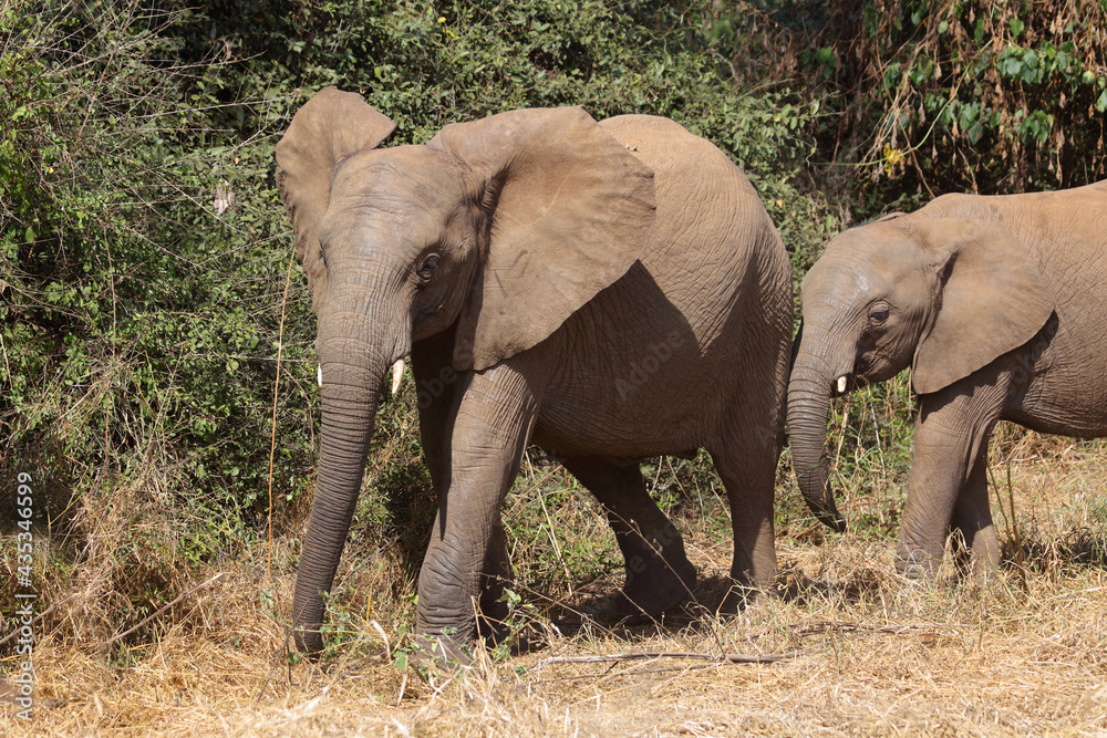 Afrikanischer Elefant / African elephant / Loxodonta africana...