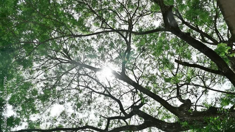 Tree branch with lush green leaves and sunlight shining in tropical rainforest Tree branch with lush green leaves and sunlight shining in tropical rainforest