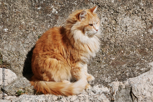 long haired ginger cat photo