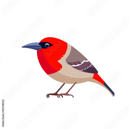 Red head bird Mauritius Fody. Fody is a rare species of bird in the weaver family. Bird cartoon flat style beautiful character of ornithology, vector illustration isolated on white background photo