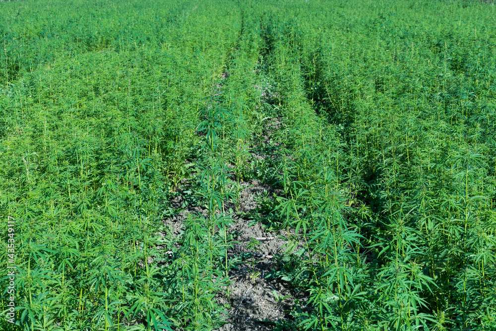 marijuana plants grown in the open field. therapeutic cannabis concept. marijuana plants grown in the open field. therapeutic cannabis concept.