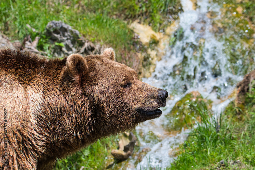 Nahaufnahme eines Braunbären mit einem Wasserfall im Hintergrund